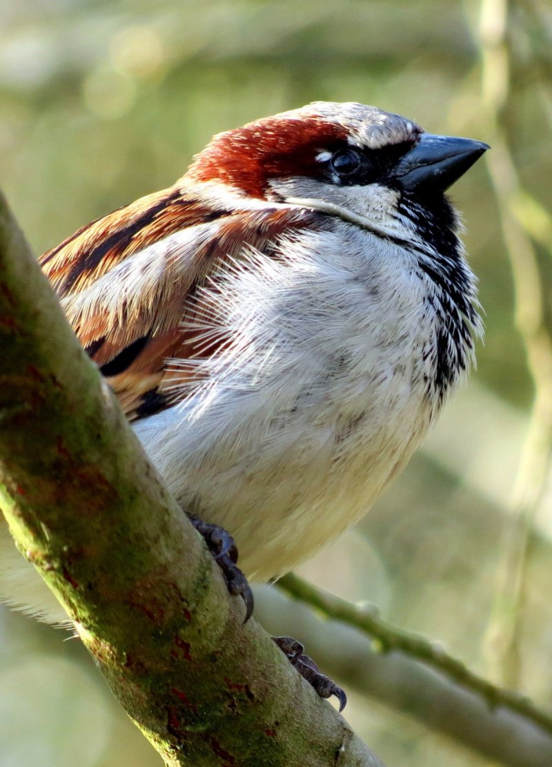 Passer castanopterus