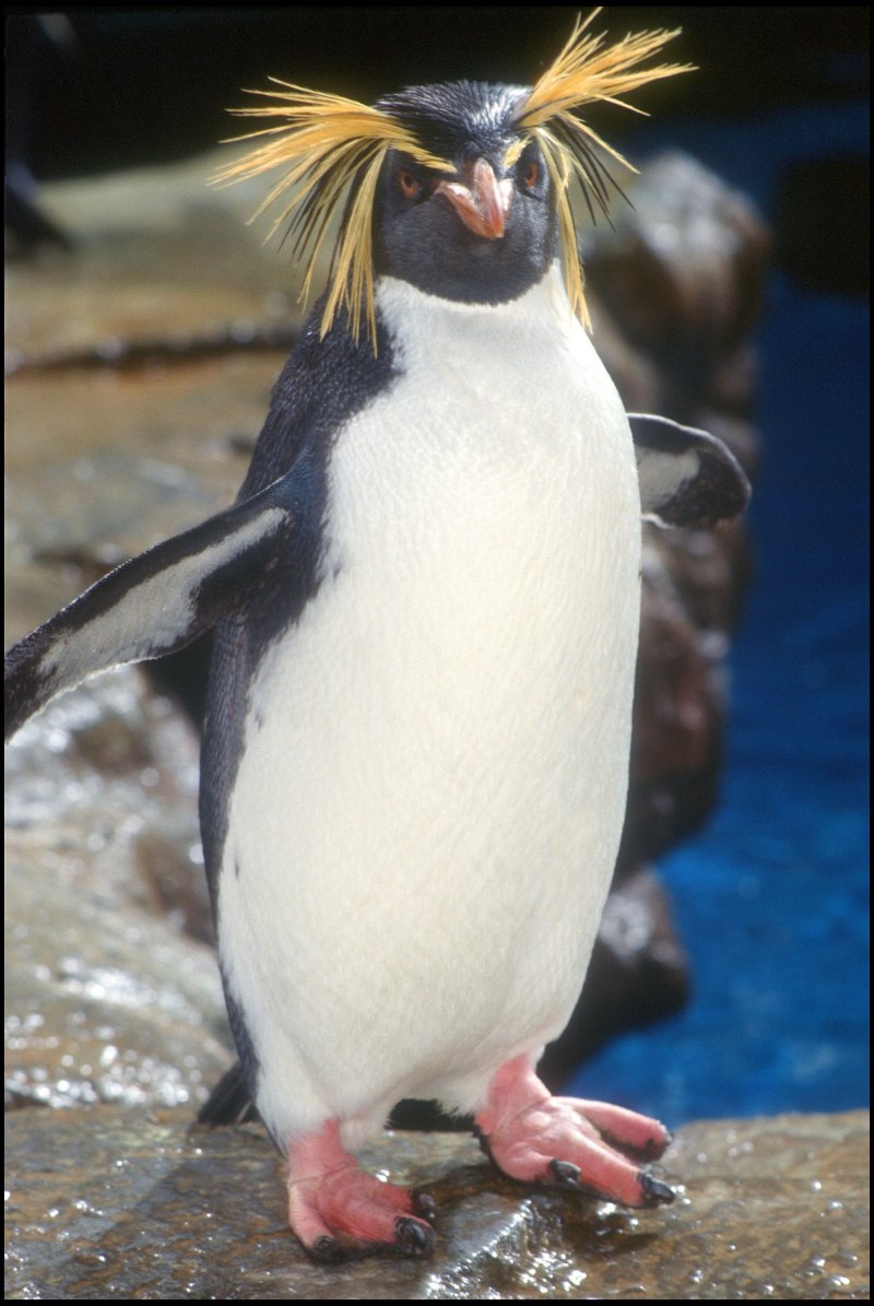 Eudyptes robustus