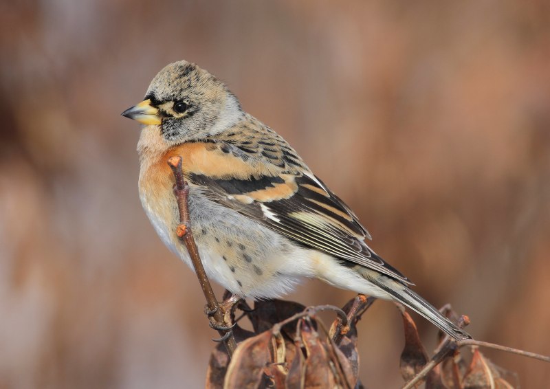 Юрок (fringilla montifringilla).