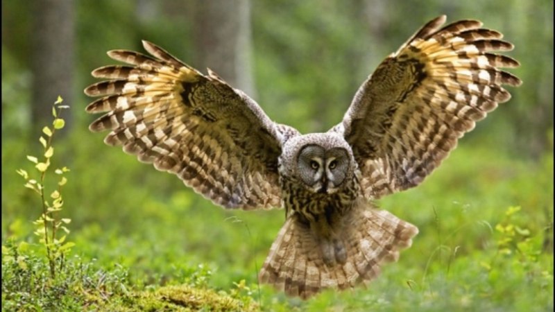 Филин Bubo Bubo