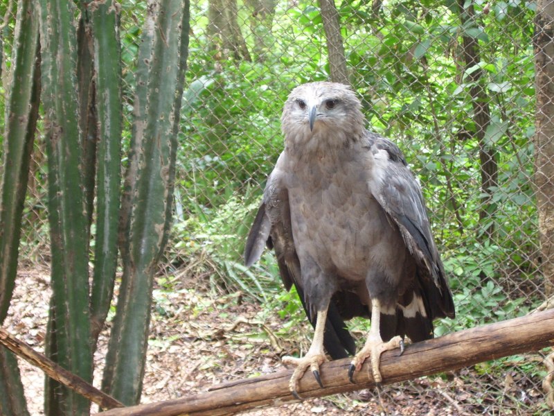 Nisaetus cirrhatus