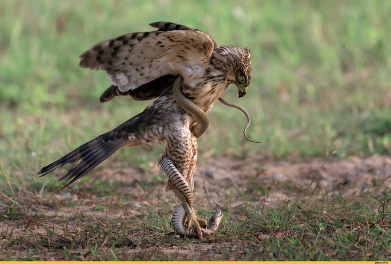 Mountain Hawk Eagle