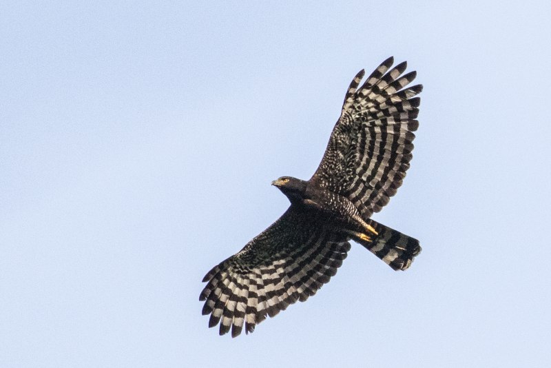 Spizaetus cirrhatus