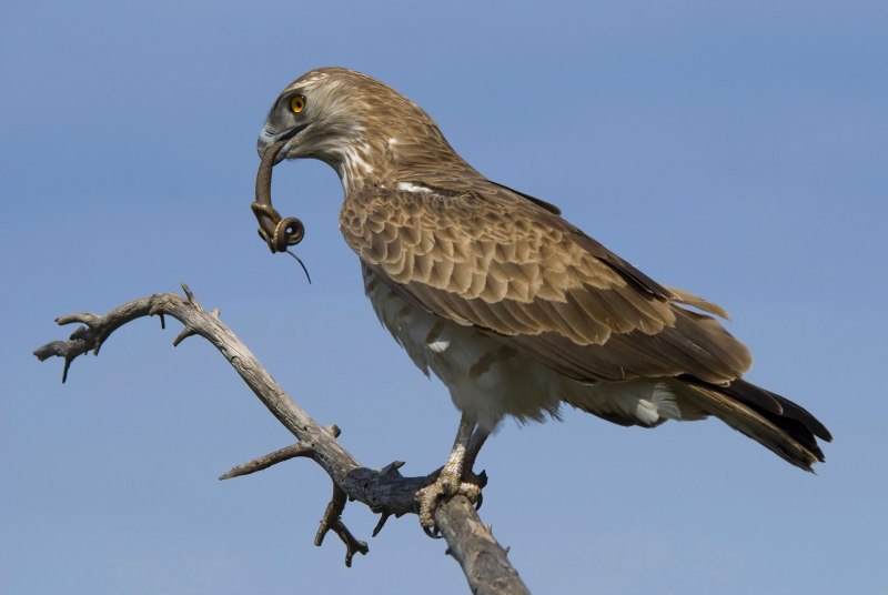 Spizaetus Isidori — южноамериканский орёл