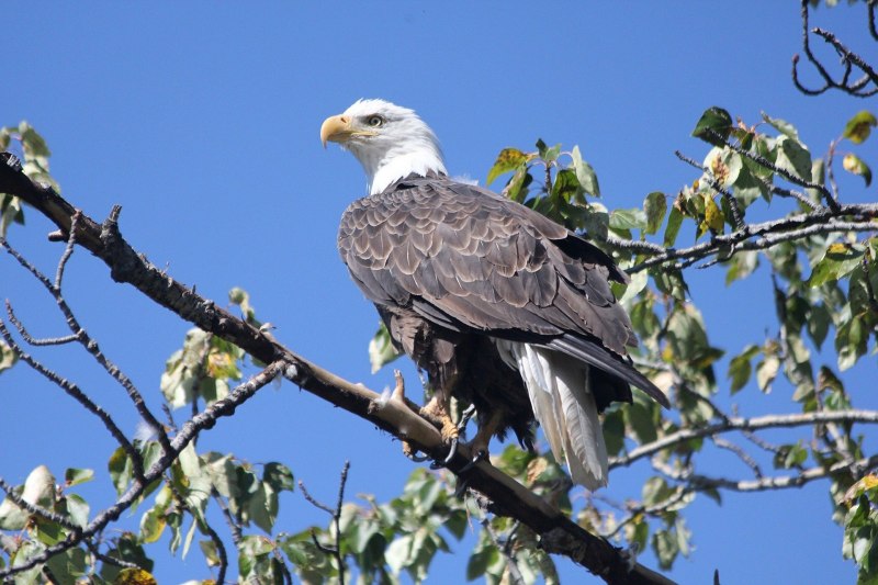 Spizaetus Isidori — южноамериканский орёл