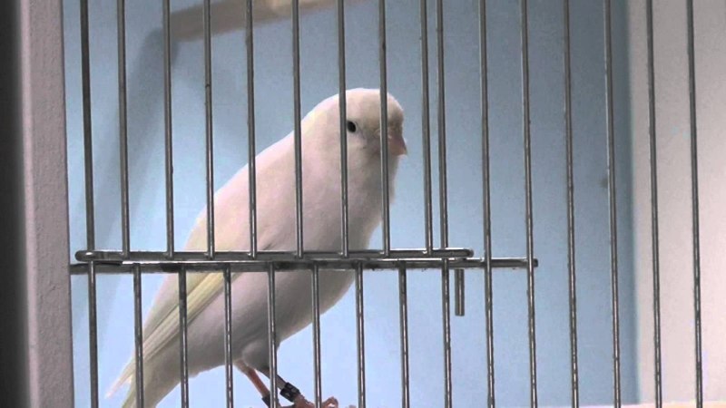 Сара Лэнс лига убийц