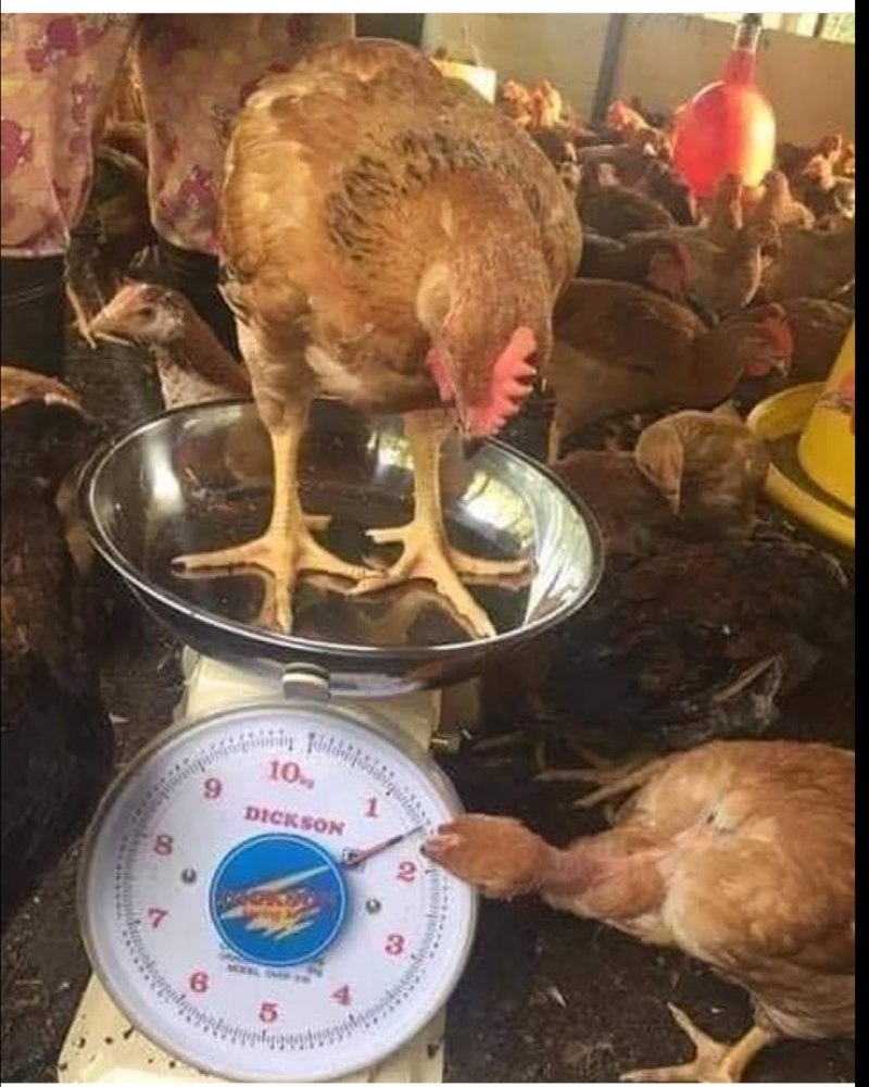 Курица фото прикол