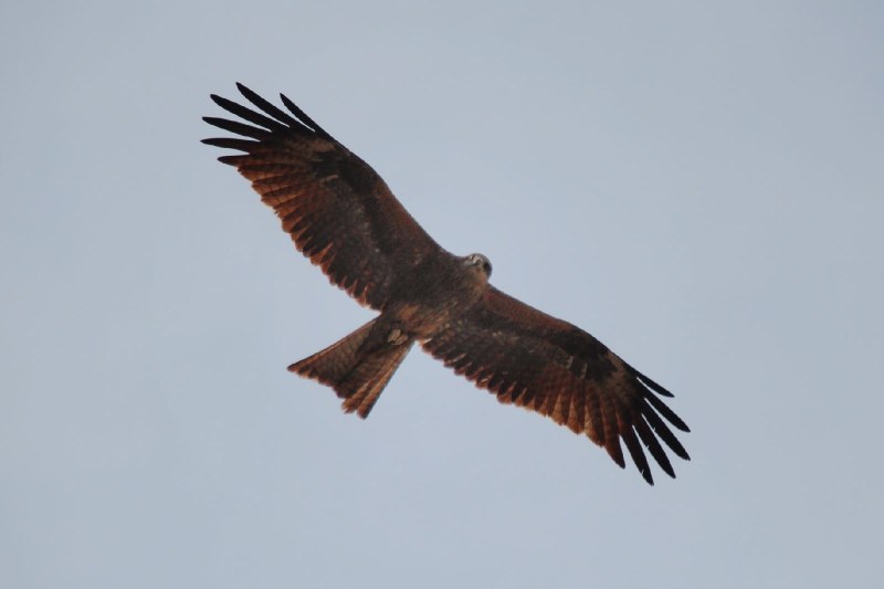 Черный Коршун Milvus Migrans