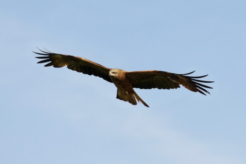 Красный Коршун Milvus Milvus