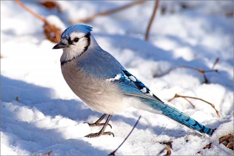 Eurasian Jay