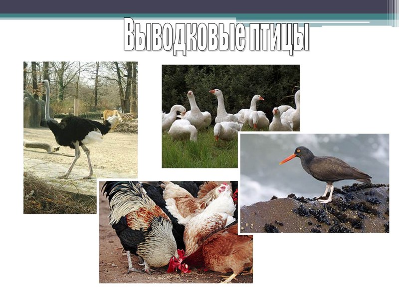 К выводковым птицам относятся