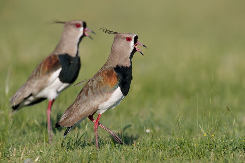 Vanellus Chilensis