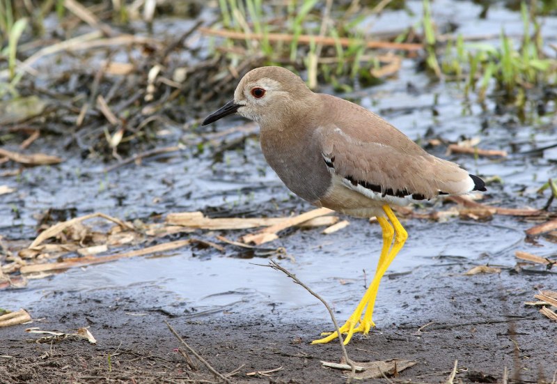Vanellus Chilensis
