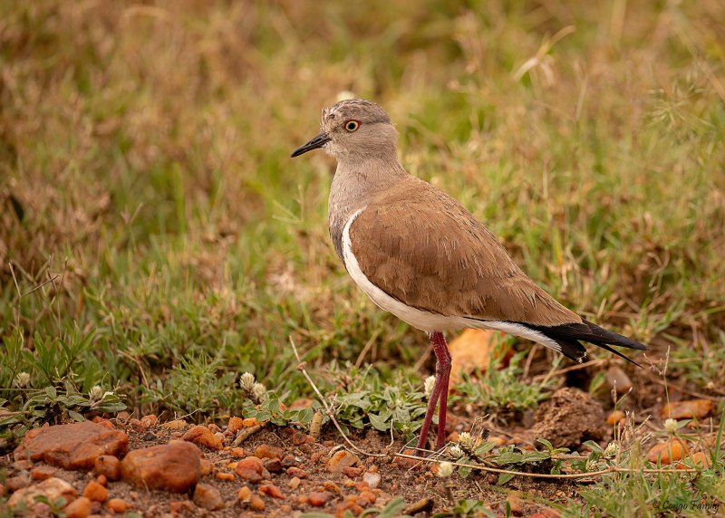 Чибис Vanellus Vanellus