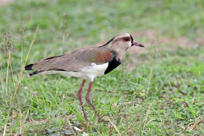Белолобая пигалица (Vanellus albiceps)