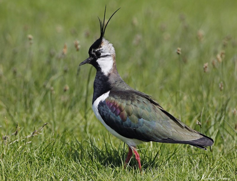 Southern Lapwing