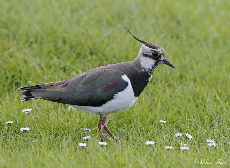 Vanellus Chilensis