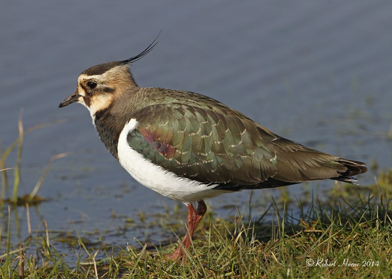 White tailed Lapwing