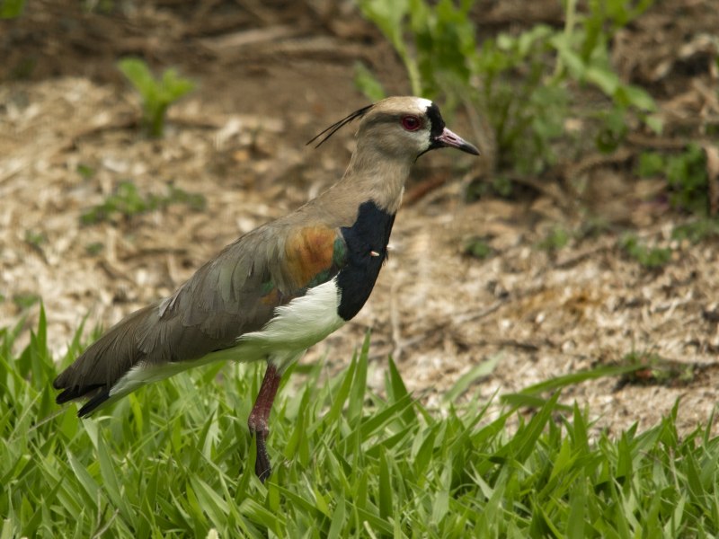 Чибис Vanellus Vanellus