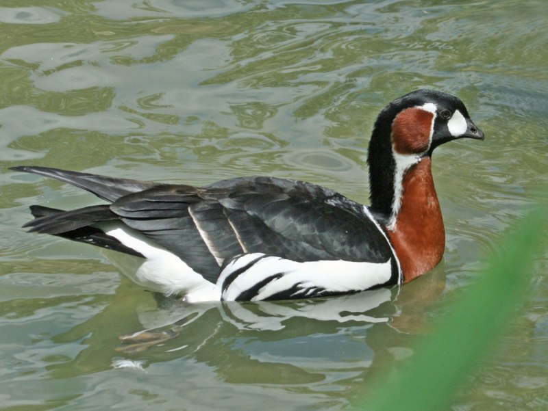 Branta ruficollis гнездо