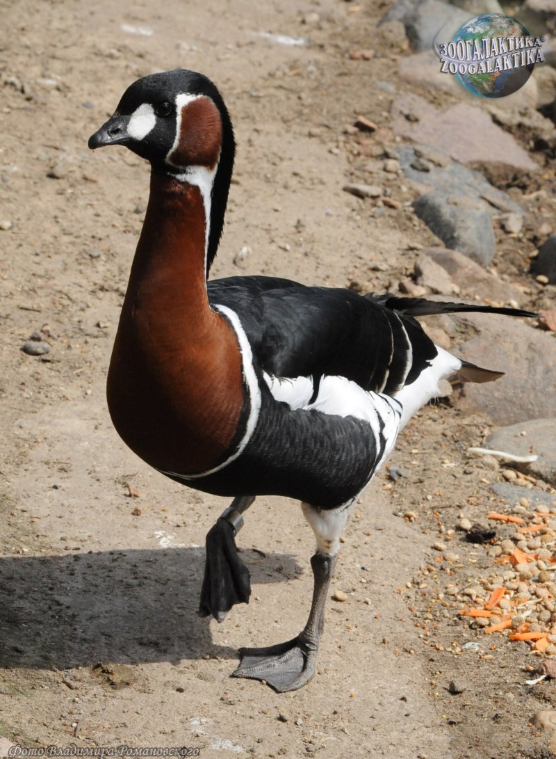 Branta ruficollis
