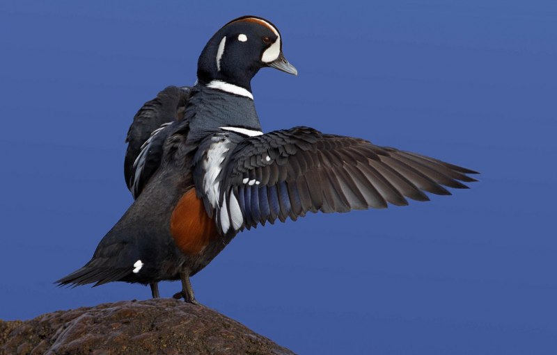 The Red-breasted Goose (Branta ruficollis)