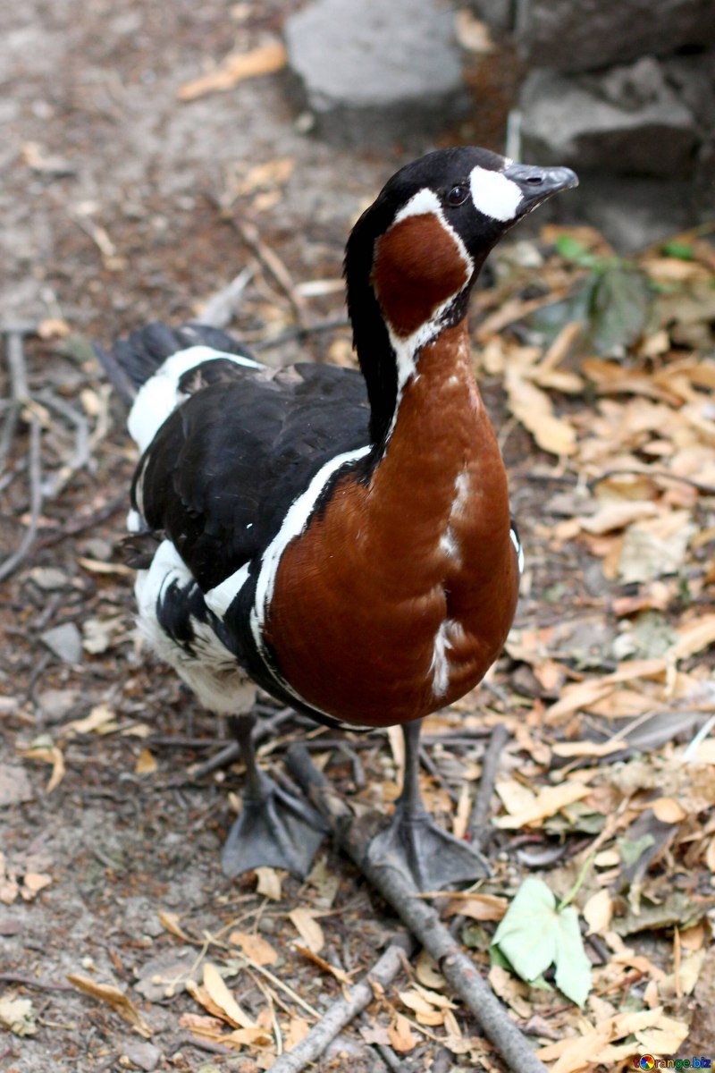 20. Краснозобая казарка Rufibrenta ruficollis (Pallas, 3.