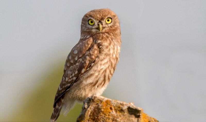 Королевский Сыч