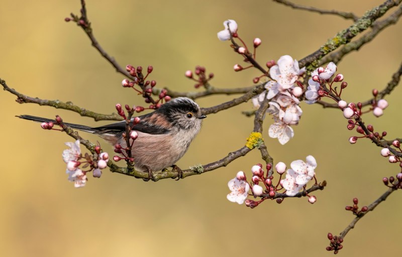 Птица на цветущей ветке (59 фото)