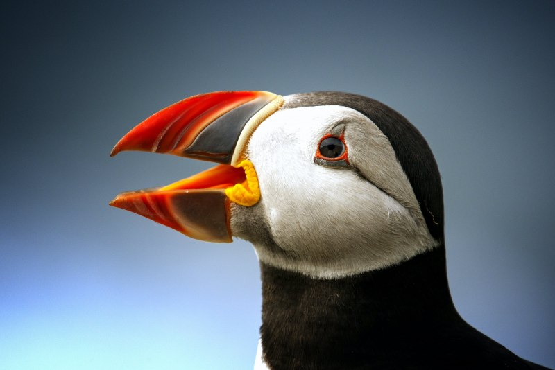 Puffin клюв