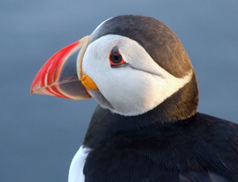 Атлантический тупик (Fratercula Arctica)