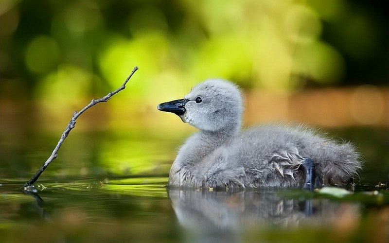 Милые животные и птицы