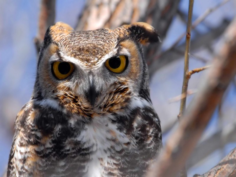Bubo virginianus