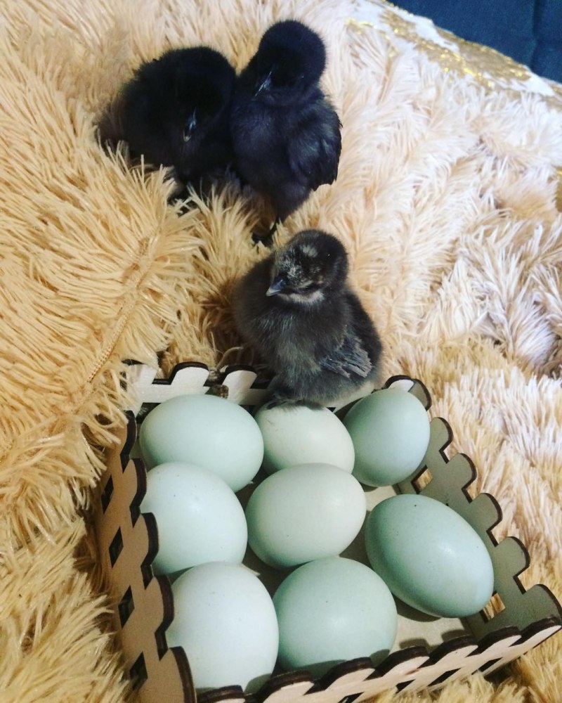 Ухейилюй куры яйца
