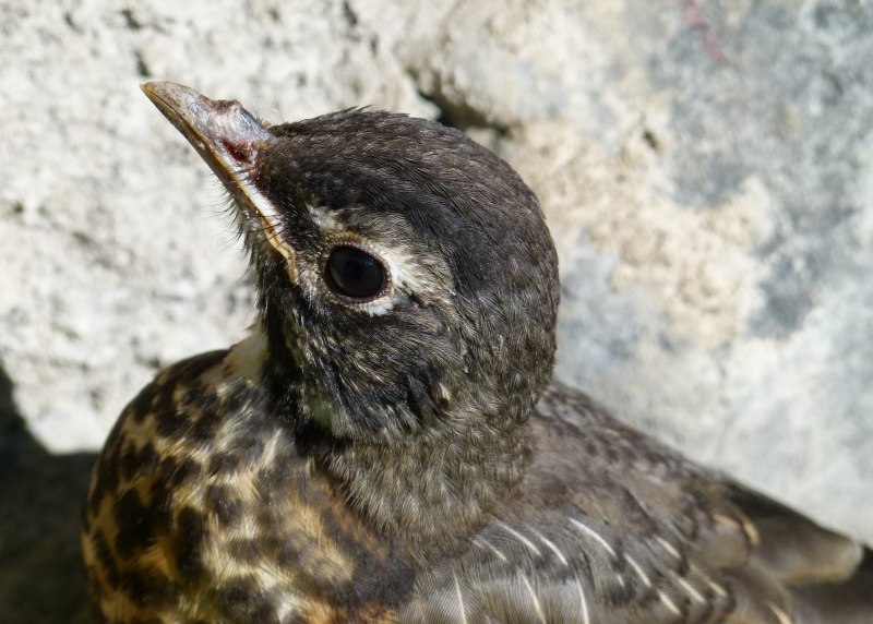 Blackburnian Warbler птица