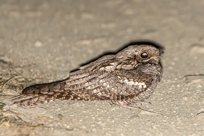 Caprimulgus pectoralis