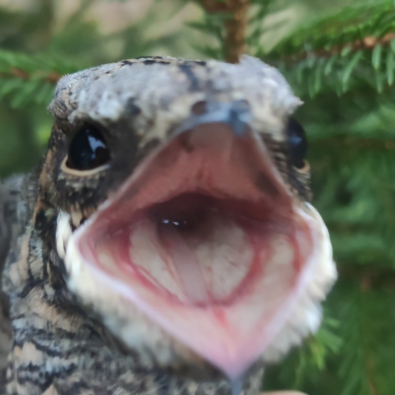Лягушкорот птенец