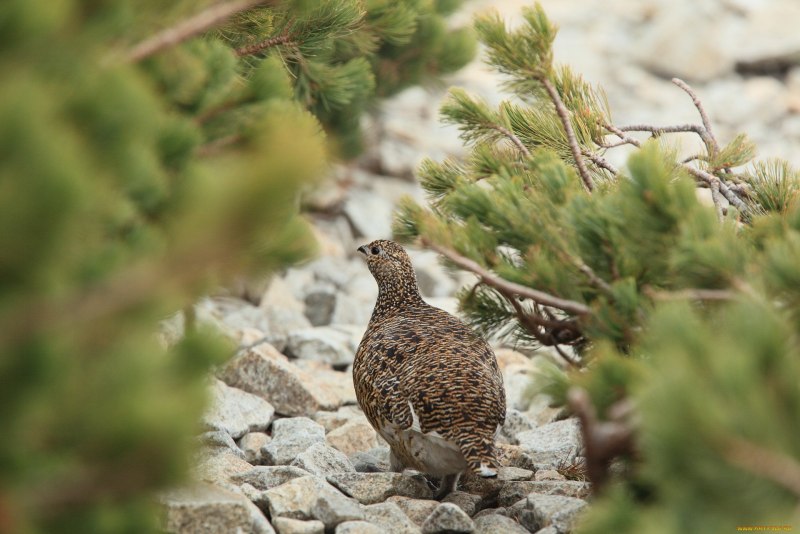 Серая куропатка (Perdix Perdix)