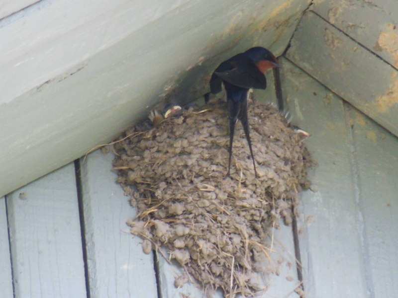 Гнездо ласточки под крышей (35 фото)
