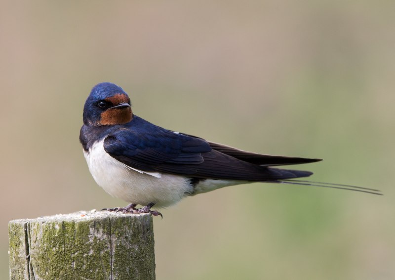 Деревенская Ласточка – Hirundo Rustica