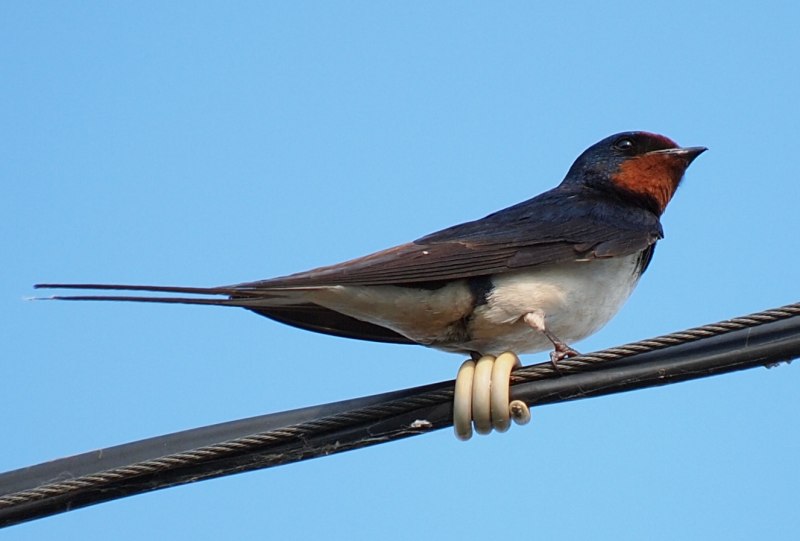 Ласточка городская (Delichon urbicum)