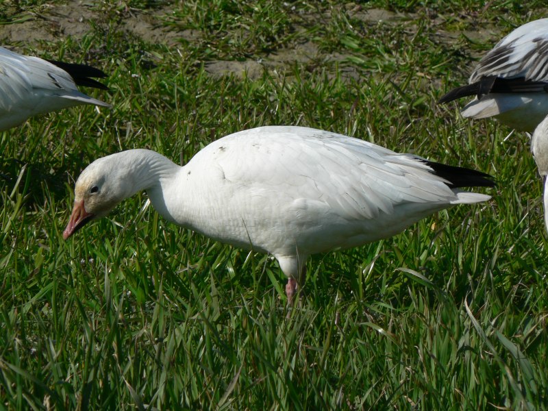 Гусь белый (Anser caerulescens hyperboreus)