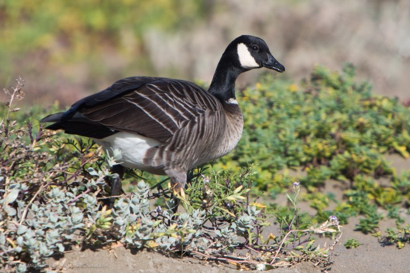 Branta hutchinsii