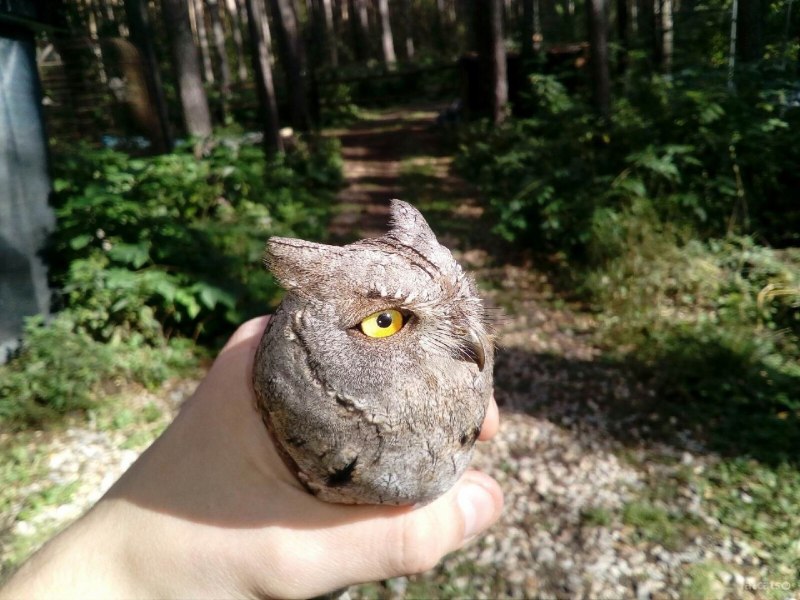 Болотная Сова ушки