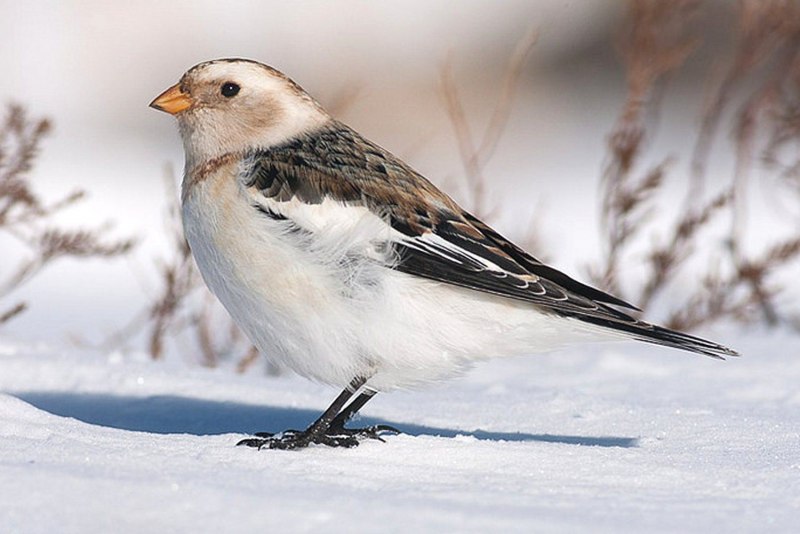Пуночка, подорожник снежный – Plectrophenax nivalis (l., 1758)