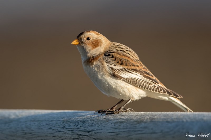 277. Пуночка обыкновенная (Plectrophenax nivalis)