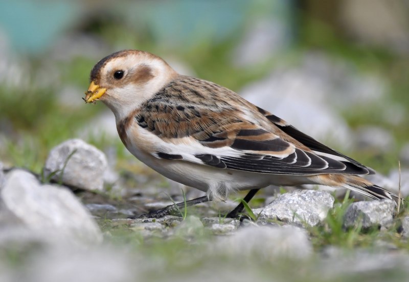 277. Пуночка обыкновенная (Plectrophenax nivalis)