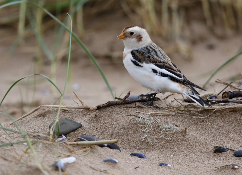Пуночка, подорожник снежный – Plectrophenax nivalis (l., 1758)