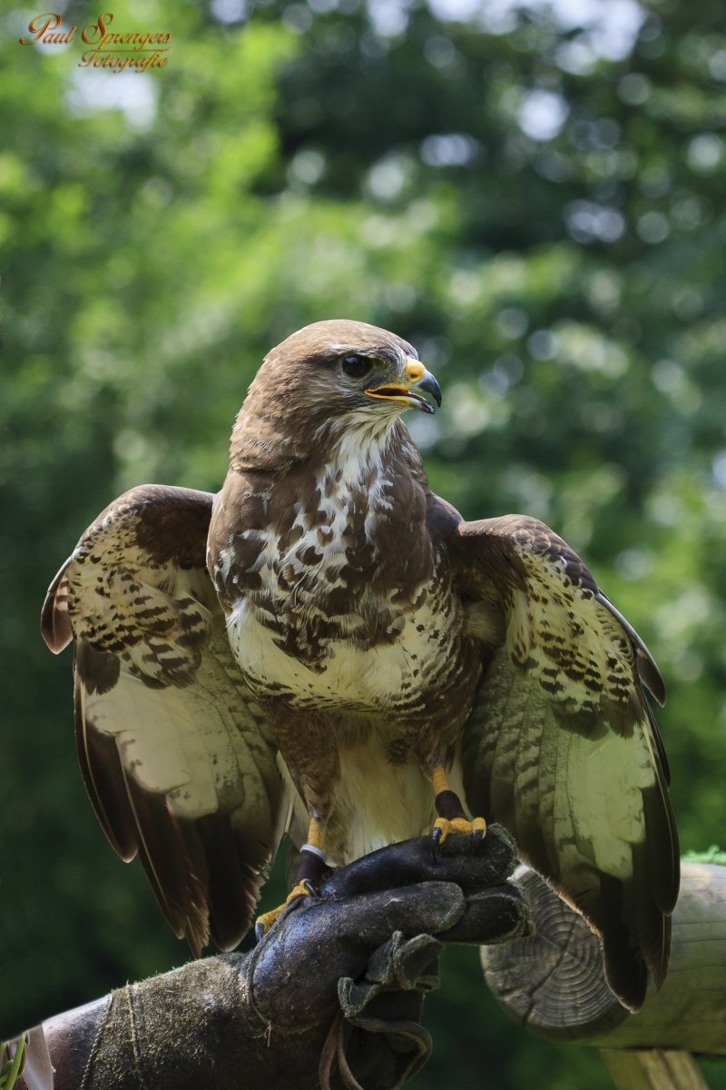 Королевский канюк