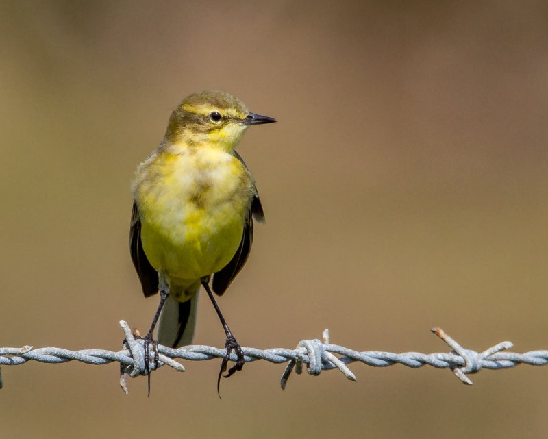 Барбарис Еллоу Бирд (Yellow Bird)